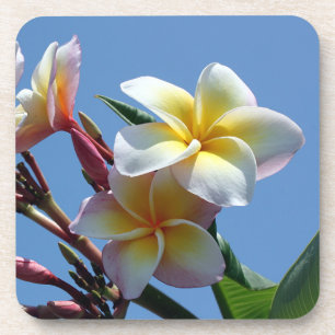 Posavasos Floraciones llamativas del Frangipani del Plumeria