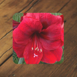 Posavasos Floral de flor en flor de Amaryllis Rojo