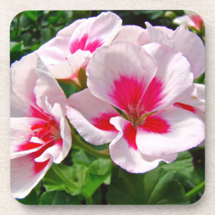 Posavasos Floral de geranio rosa y rojo