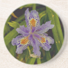 Posavasos florece en púrpura 