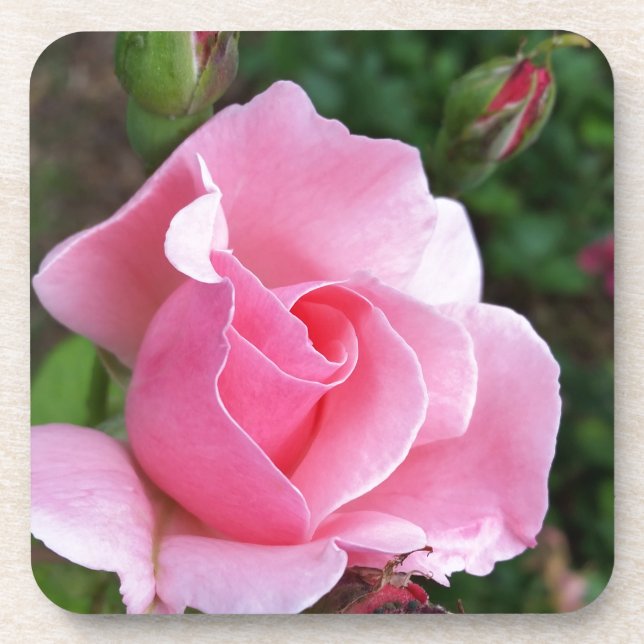 Posavasos florecimiento rosa rosado (Frente)