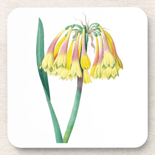 Posavasos Flores: A003 Antigua Planta - (Frente)