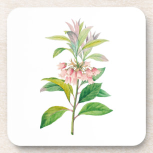 Posavasos Flores: A013 Redvein Enkianthus -