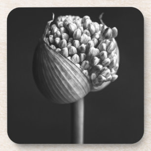 Posavasos Flores   B&W Allium Flower Bud