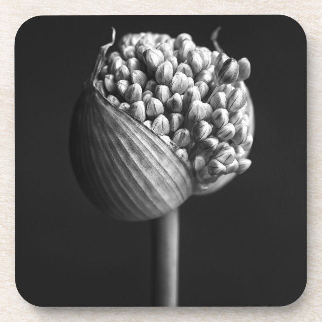 Posavasos Flores | B&W Allium Flower Bud (Frente)
