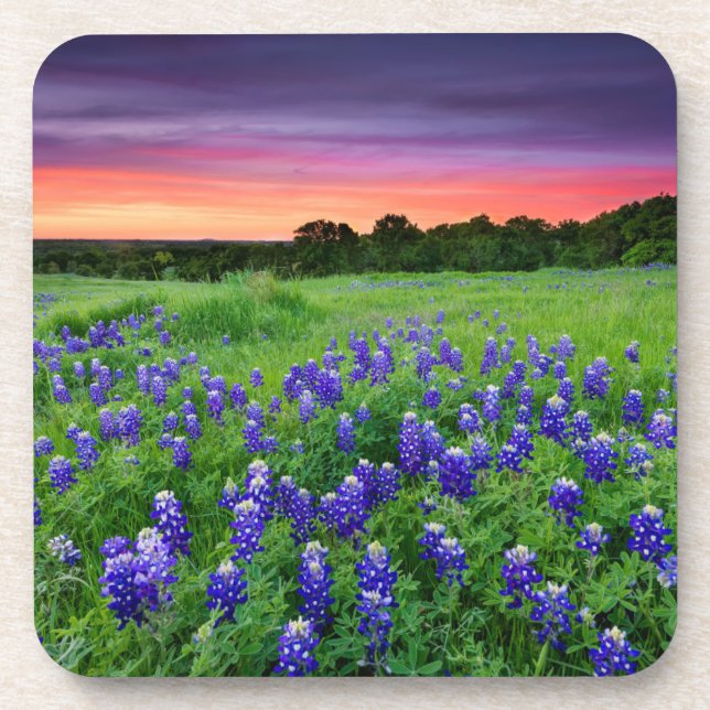 Posavasos Flores | Bluebonnets en Sunset Texas (Frente)