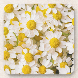 Posavasos Flores Bunch of Chamomiles
