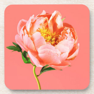 Posavasos Flores   Coral Peony Blossom