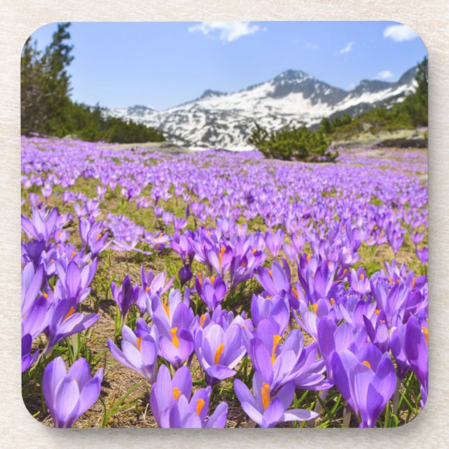 Posavasos Flores | Crocus Pirin Mountain Park Bulgaria (Frente)