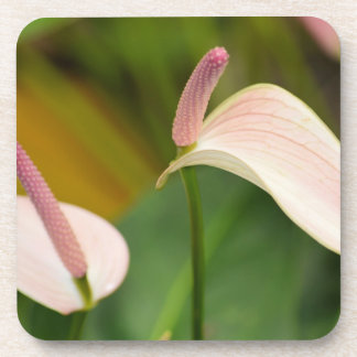 Posavasos Flores de antruro rosa Kauai Hawaii