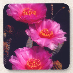 Posavasos Flores de Cactus de Cola de Castor 2