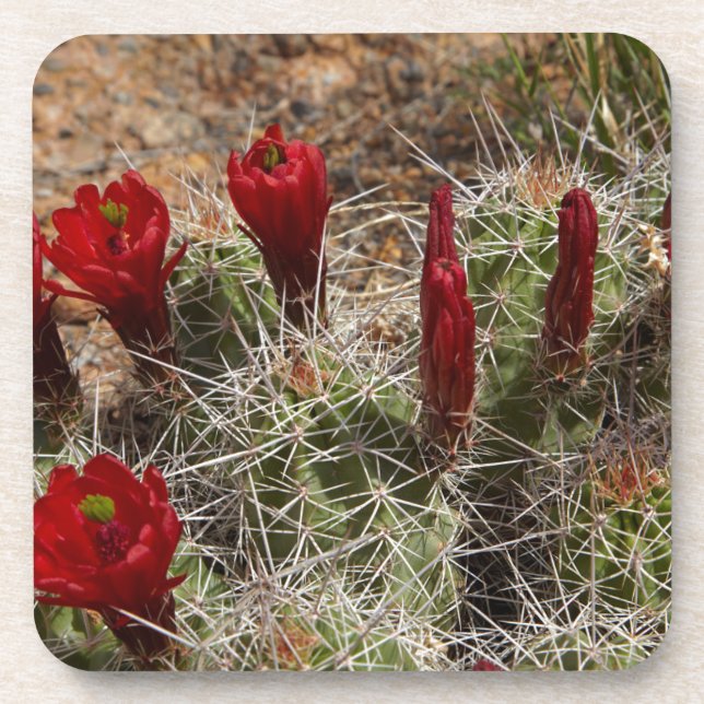 Posavasos flores de cactus de Copa de Clarete 2 (Frente)