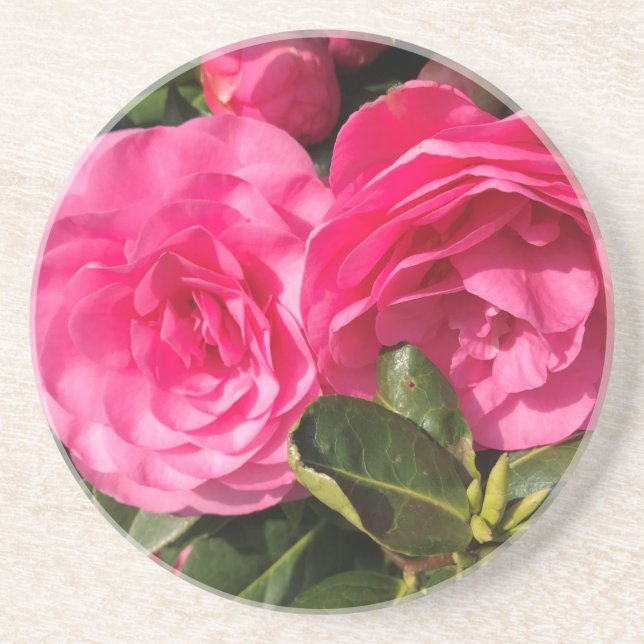 Posavasos Flores de camellia rosadas oscuras (Frente)