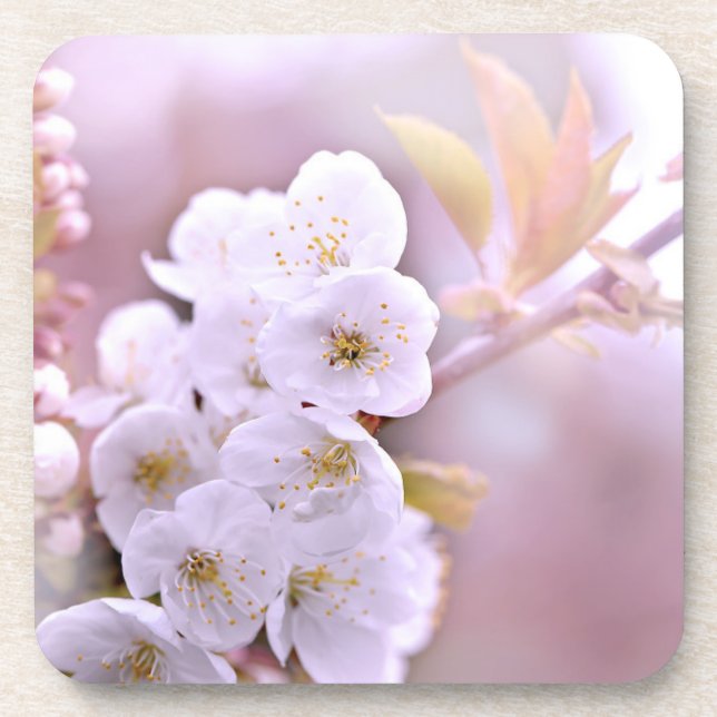 Posavasos Flores de cerezo (Frente)