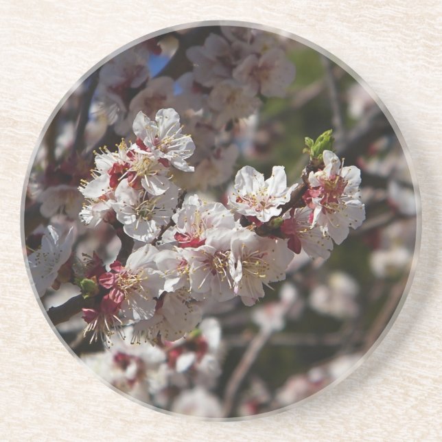 Posavasos Flores de cerezo (Frente)