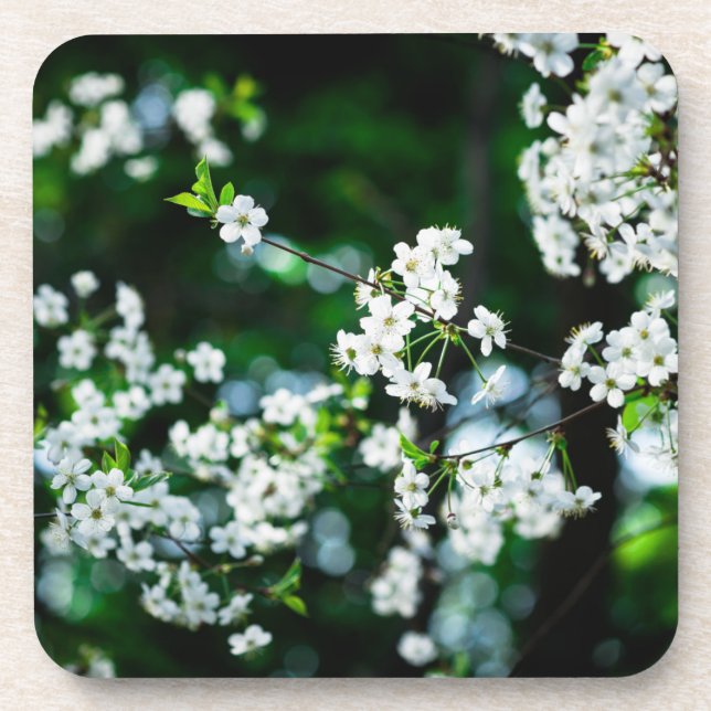 Posavasos Flores de cerezo blancas hojas verdes (Frente)