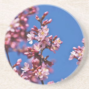 Posavasos Flores de cerezo sakura tocan el azul