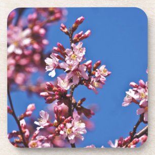 Posavasos Flores de Cerezo Sakura Tocando Azul