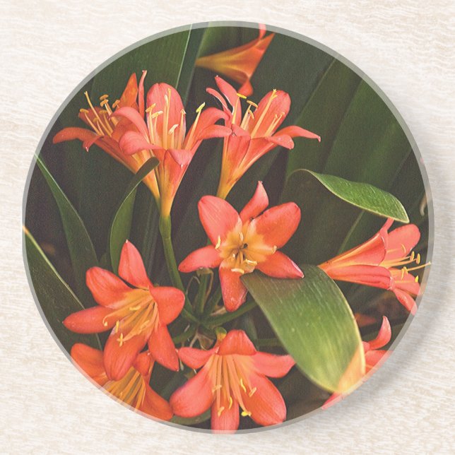Posavasos Flores de Ciudad del Cabo (Frente)
