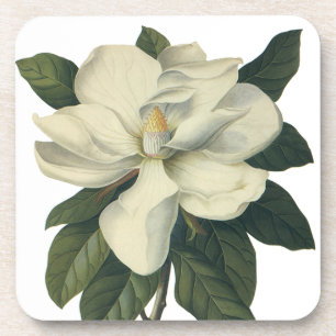 Posavasos Flores de flor de Magnolia blanca floreciente
