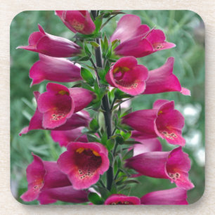 Posavasos Flores de foxglove rosas