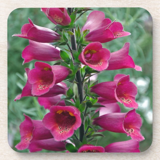 Posavasos Flores de foxglove rosas (Frente)