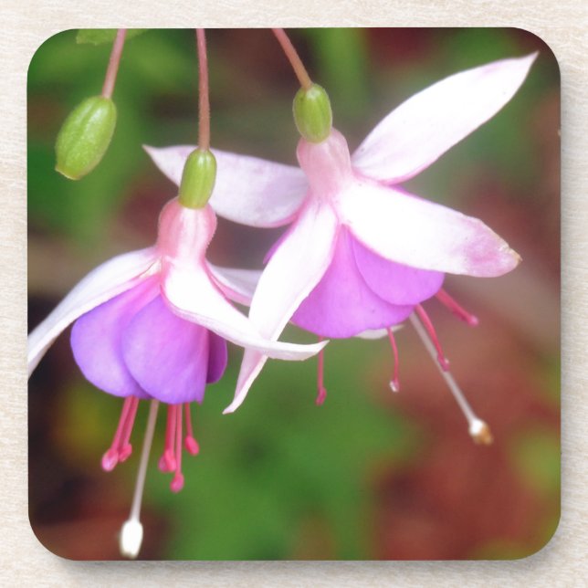 Posavasos Flores de Fuschia (Frente)