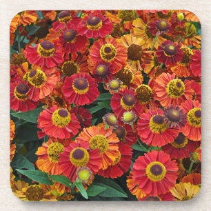 Posavasos Flores de helenio rojas y naranjas