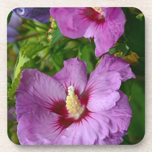 Posavasos Flores de hibisco morado (Frente)