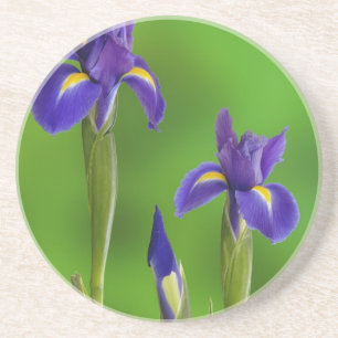 Posavasos Flores de Iris
