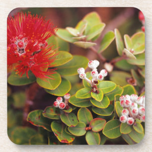 Posavasos Flores de Lehua en volcanes de Hawaii