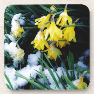 Posavasos Flores de los Daffodils amarillos en la nieve