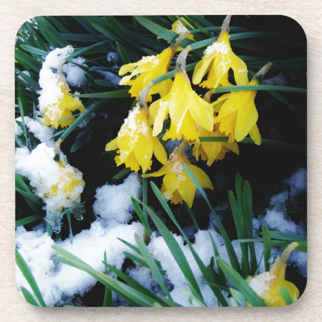 Posavasos Flores de los Daffodils amarillos en la nieve (Frente)