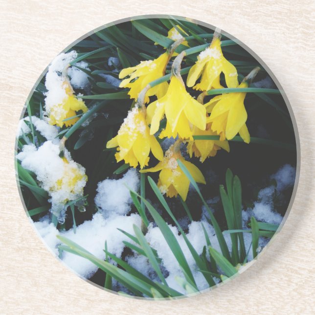 Posavasos Flores de los Daffodils amarillos en la nieve (Frente)