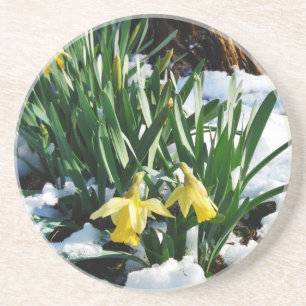 Posavasos Flores de los Daffodils amarillos en la nieve