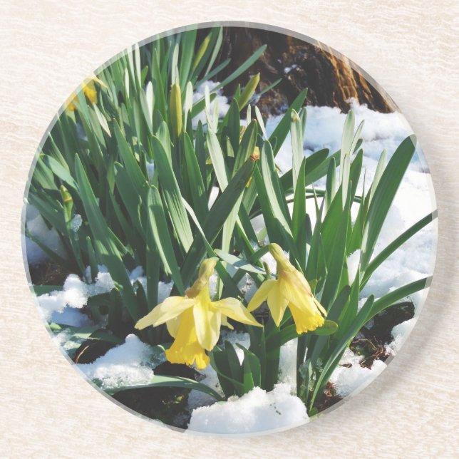 Posavasos Flores de los Daffodils amarillos en la nieve (Frente)