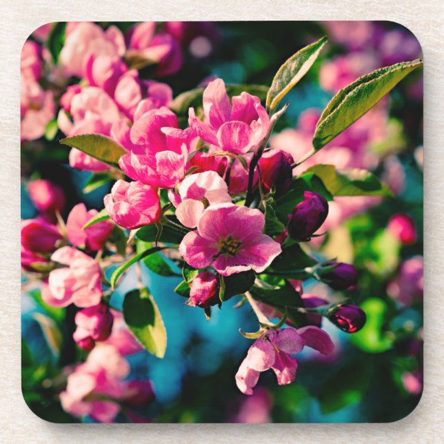 Posavasos Flores de manzana de cangrejo rosa (Frente)