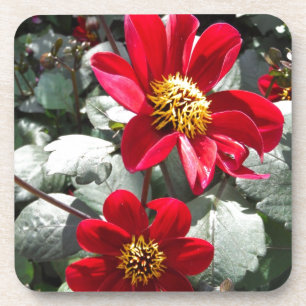 Posavasos flores de margarita rosada roja / margarita