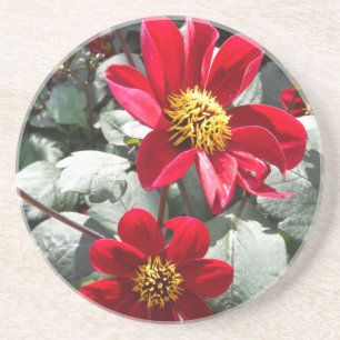 Posavasos flores de margarita rosada roja / margarita