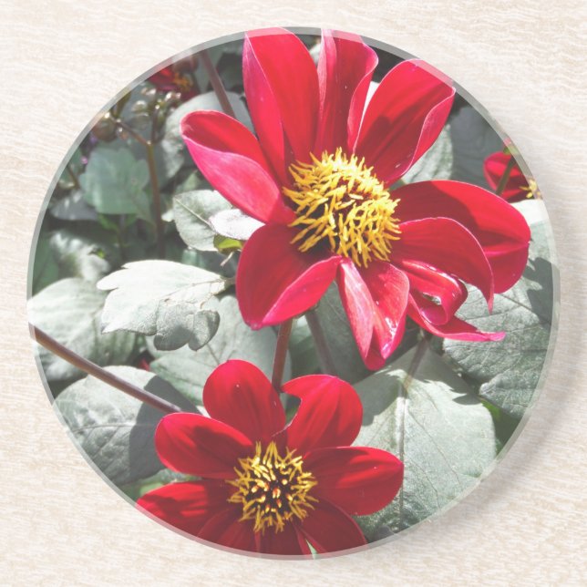 Posavasos flores de margarita rosada roja / margarita (Frente)