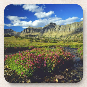 Posavasos Flores de mono en Logan Pass en Glacier National