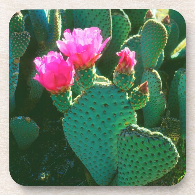 Posavasos Flores de Opuntia basilaris (Frente)