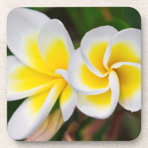 Posavasos Flores de plumeria en primer plano, Hawái