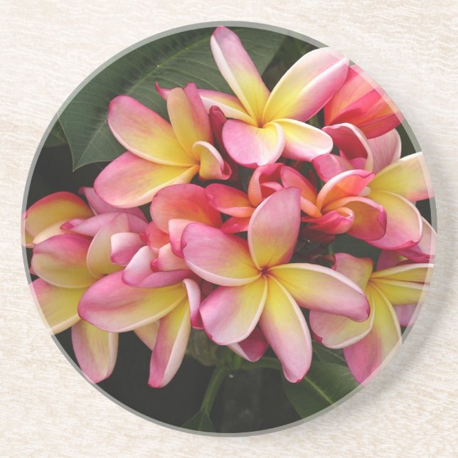 Posavasos Flores de Plumeria Tropical Rosa y Amarilla (Frente)