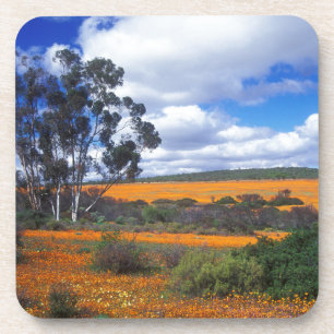 Posavasos Flores de primavera en Namaqualand, Sudáfrica
