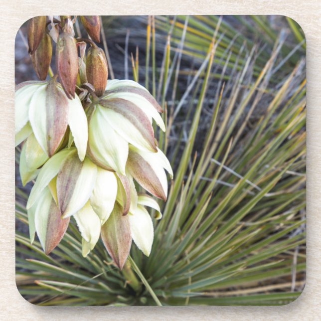 Posavasos Flores de Soaptree Yucca en el Alto Missouri (Frente)