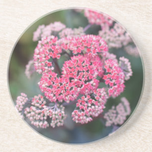 Posavasos Flores de Stonecup de mariposa rosa y blanca