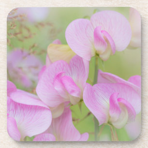Posavasos Flores de Sweet Pea Seabeck, WA