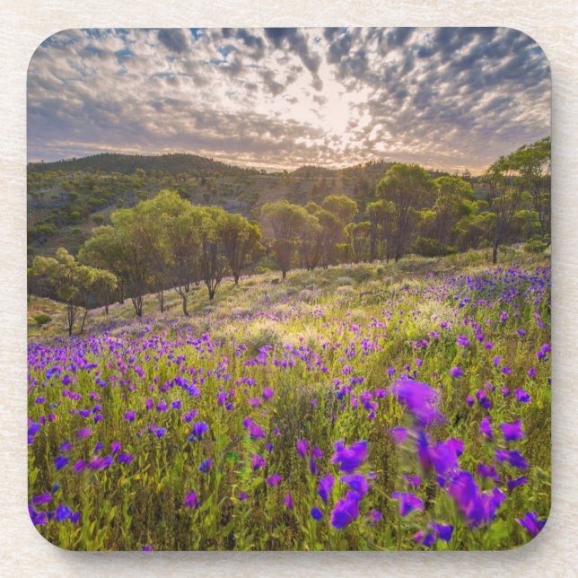 Posavasos Flores | Flinders Ranges Australia (Frente)