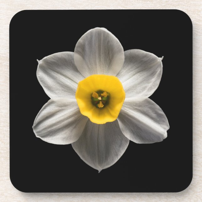 Posavasos Flores | Flor de Daffodil blanca (Frente)